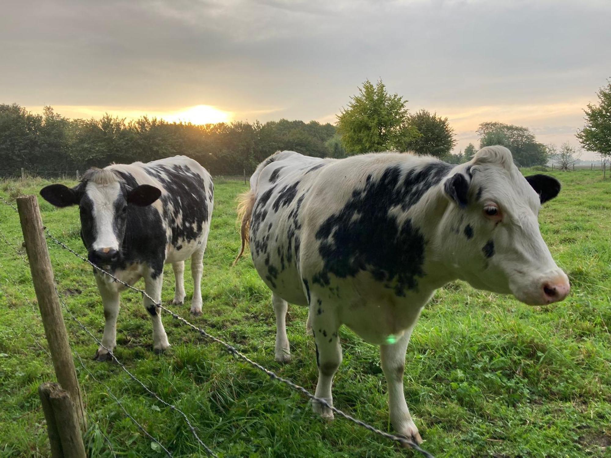 Het Karnhuis Schoondijke Luaran gambar